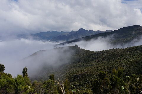 Wildflowers with Kilimanjaro