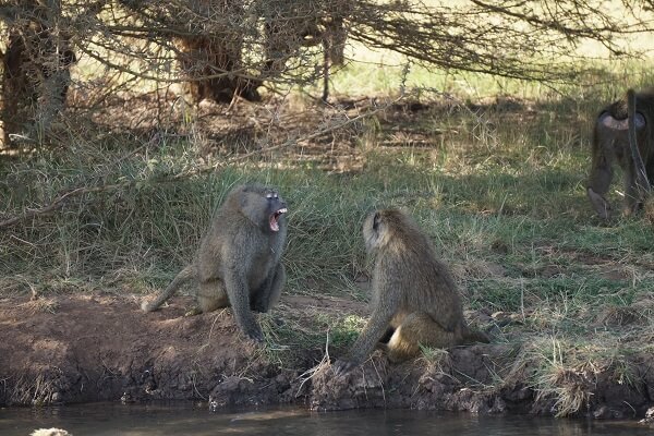 Agitated Adult Baboons