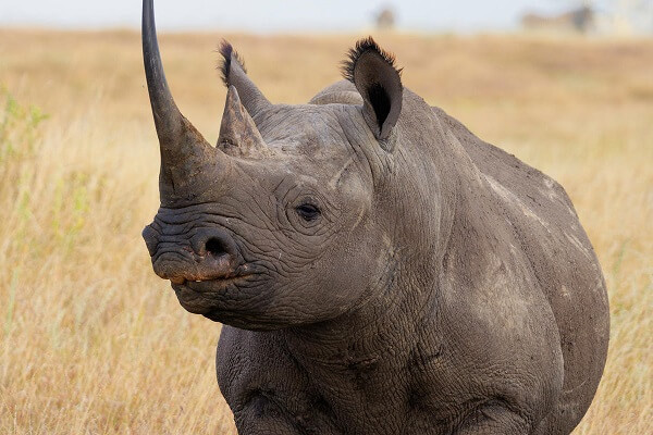 Adult Black Rhino with long horn