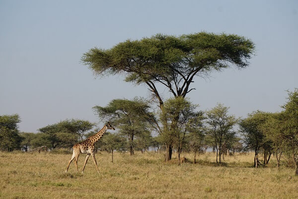 African Giraffe Walking in the Serengeti