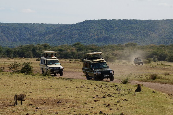 Do Animals Attack Safari Vehicles? | Kopa Tours